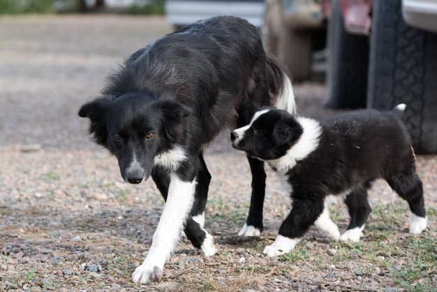 Border collie cachorro y madre