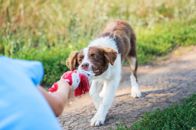 Border collie de cachorro marrón y blanco tirando de una cuerda de juguete