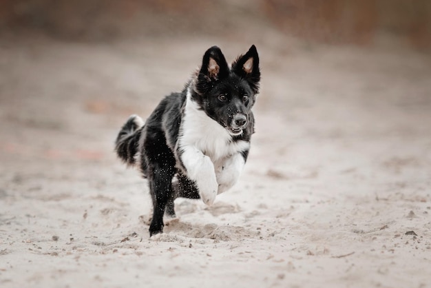 Border collie cachorro de perro corriendo en la arena