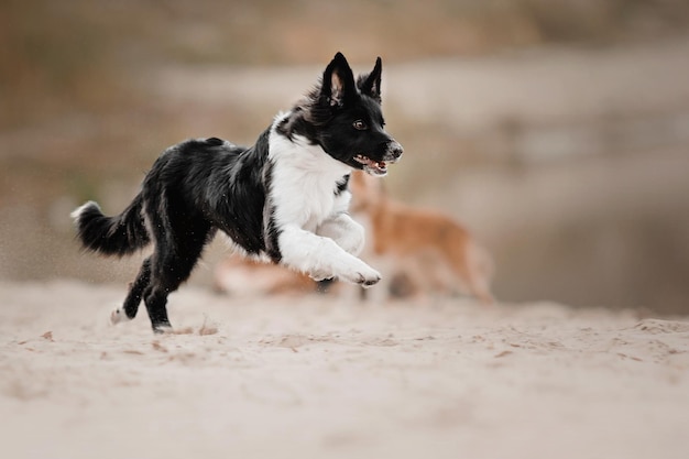 Border collie cachorro de perro corriendo en la arena