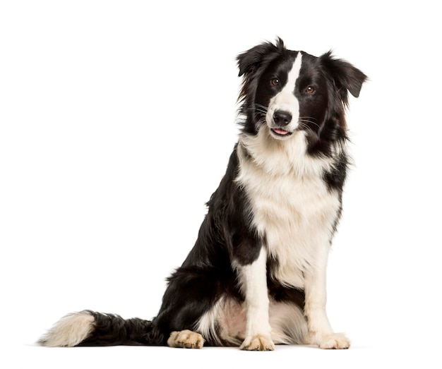 Border collie cachorro sentado contra o fundo branco