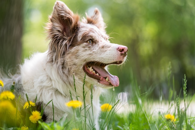 Border Collie cachorro sentado en los dientes de león