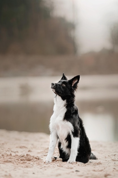 Border collie cachorro sentado en la playa