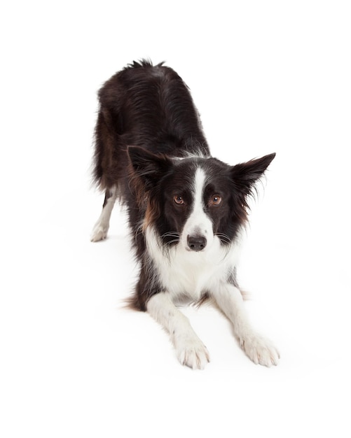 Border collie cachorro