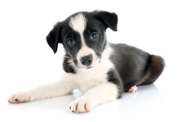 Border Collie Cachorro