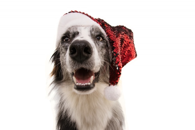 Border collie, cão, desgastar, um, vermelho, papai noel, chapéu, para, natal, isolado, branco