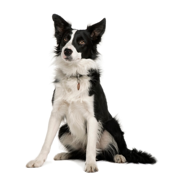 Border Collie com 1 ano de idade. Retrato de cachorro isolado