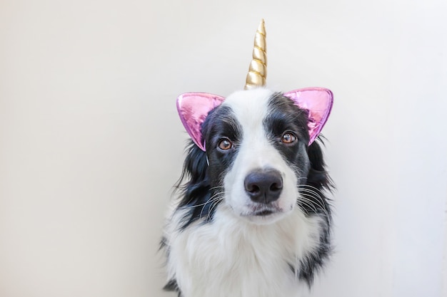 Border collie com chifre de unicórnio isolado no fundo branco