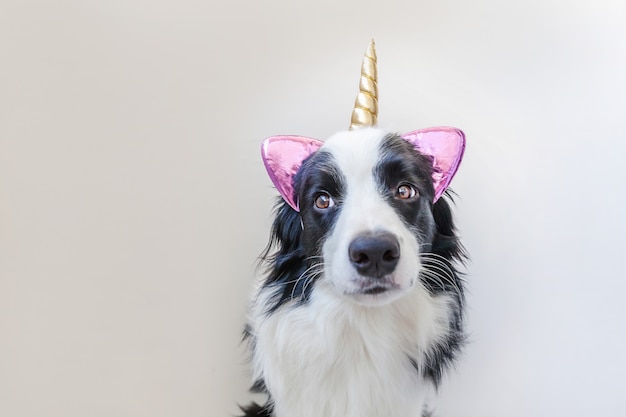 Border collie com chifre de unicórnio isolado no fundo branco