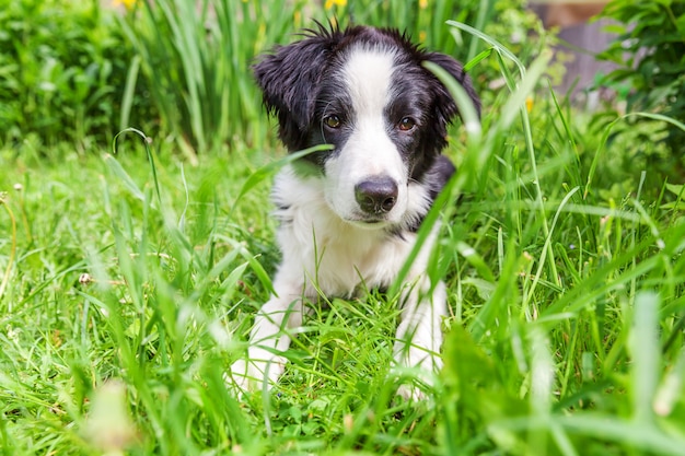 border collie deitado no gramado da grama verde no parque