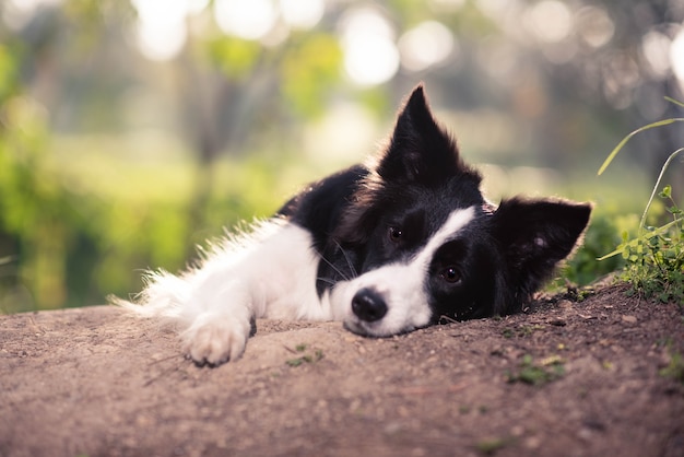 Foto border collie deitou-se