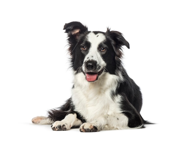 Border collie delante de un fondo blanco