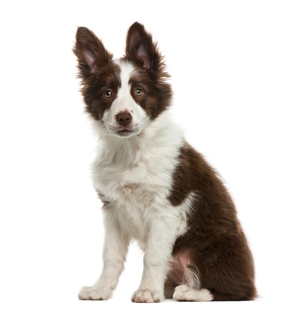 Border collie delante de la pared blanca