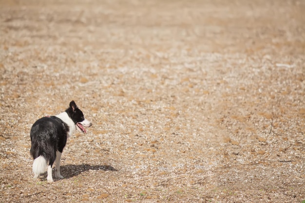 Border-Collie, der auf einem braunen Feld steht