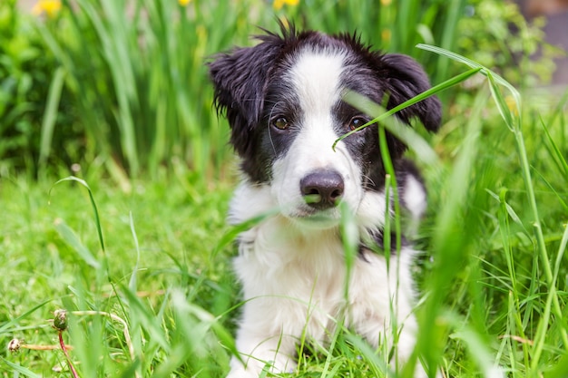 Border Collie, der auf grünem Rasen im Park liegt