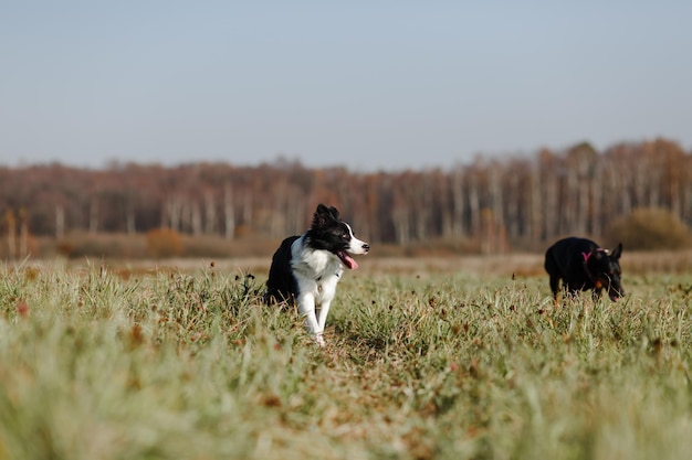 Border collie y doberman posan en el campo.