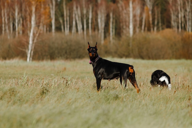 Border collie y doberman posan en el campo.