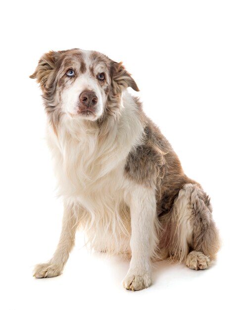 Border collie em estúdio