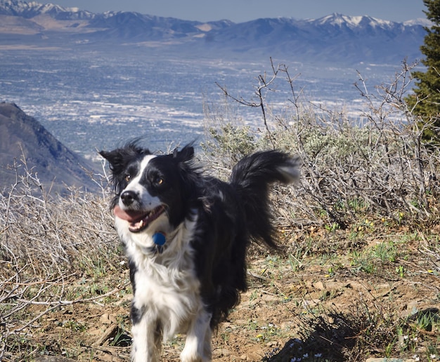 Border collie em pé no campo