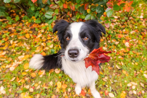 Border collie engraçado cachorrinho com folha de bordo laranja cair na boca sentado no fundo do parque ao ar livre Cachorro cheirando folhas de outono na caminhada Olá conceito de clima frio de outono