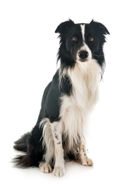 border collie en estudio