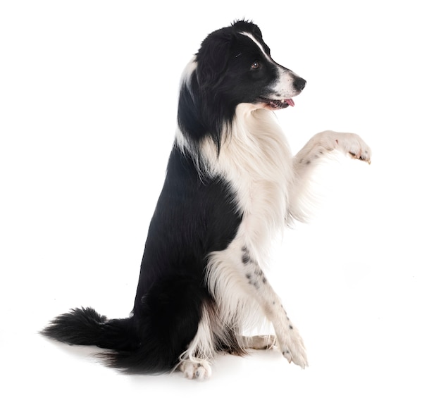 border collie en estudio