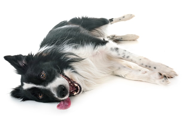 Foto border collie en estudio