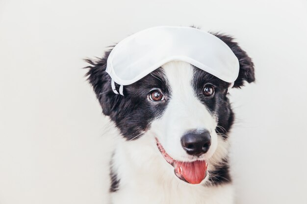 Border collie filhote de cachorro engraçado com máscara para dormir em fundo branco