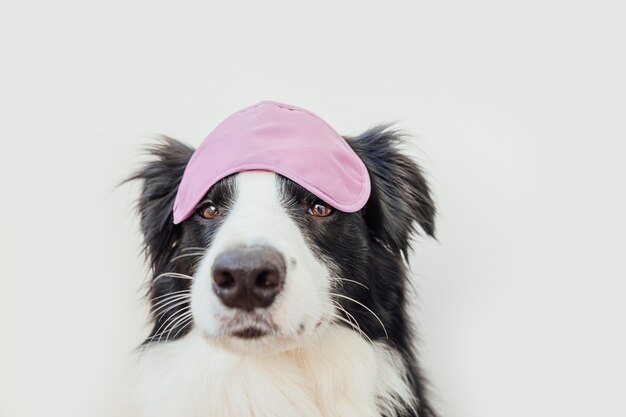 Border collie filhote de cachorro engraçado com máscara para dormir