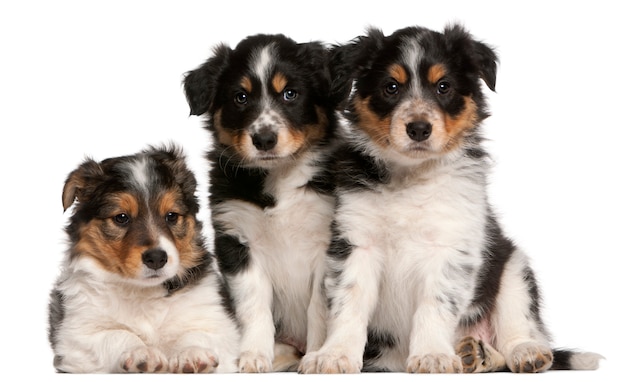Border Collie filhotes, 6 semanas de idade,