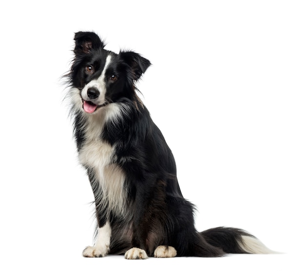 Border collie frente a una pared blanca