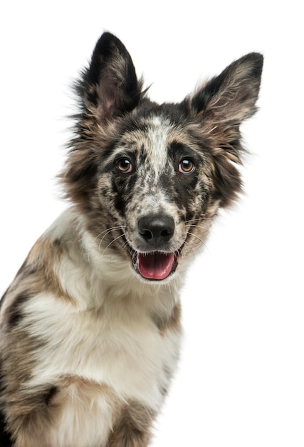 Border collie frente a una pared blanca