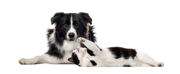 Border Collie, gato de raza mixta, delante de un fondo blanco