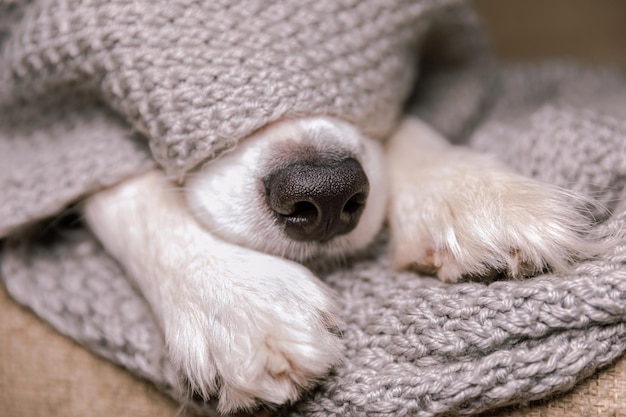 Border collie gracioso cachorro acostado en el sofá debajo de la bufanda de punto caliente en el interior nariz de perro sobresale de ...