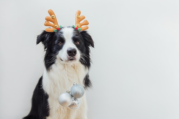 Border collie gracioso cachorro con disfraz de navidad sombrero de cuernos de venado sosteniendo adornos de navidad i ...