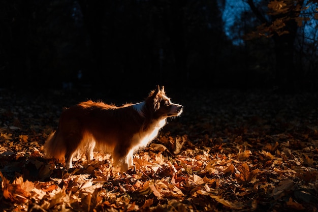 Border collie en hojas de otoño en la noche