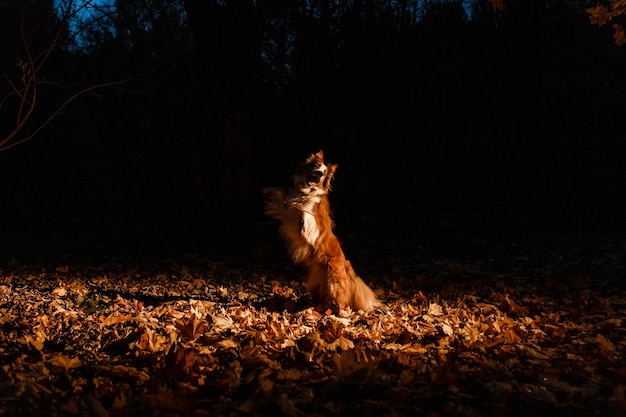 Border collie en hojas de otoño en la noche