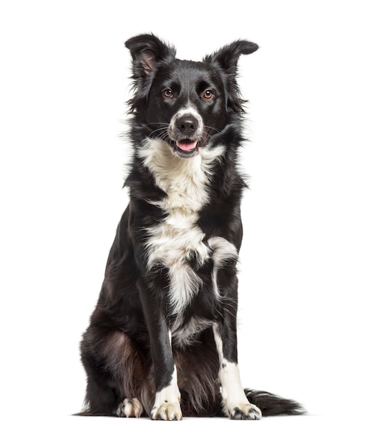 Border Collie Hund, 1 Jahr alt, sitzt vor weißem Hintergrund