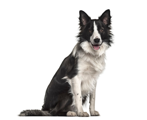 Border Collie Hund, 18 Monate alt, sitzt vor weißem Hintergrund