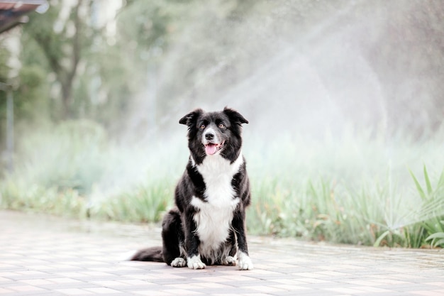 Border-Collie-Hund am Morgen