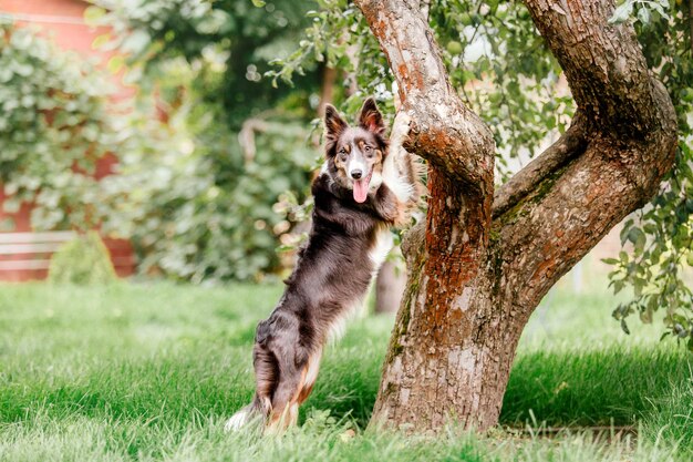 Border-Collie-Hund auf Spaziergang