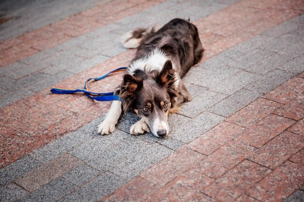 Border-Collie-Hund beim Morgenspaziergang