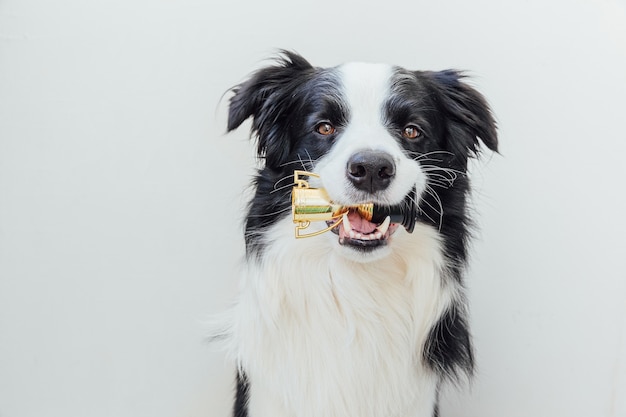 Border-Collie-Hund, der Miniatur-Champion-Trophäenbecher im Mund hält, isoliert auf weißem Hintergrund