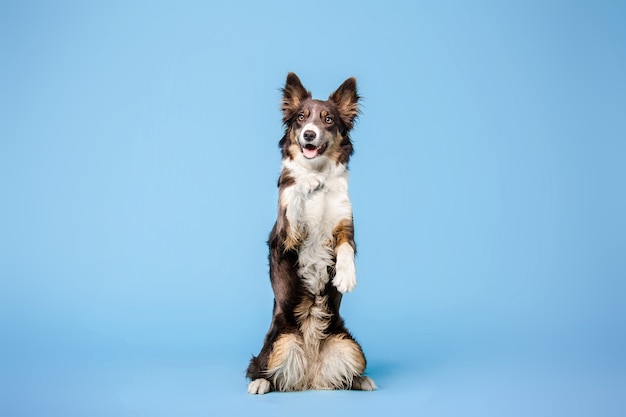 Border Collie Hund im Fotostudio auf blauem Hintergrund