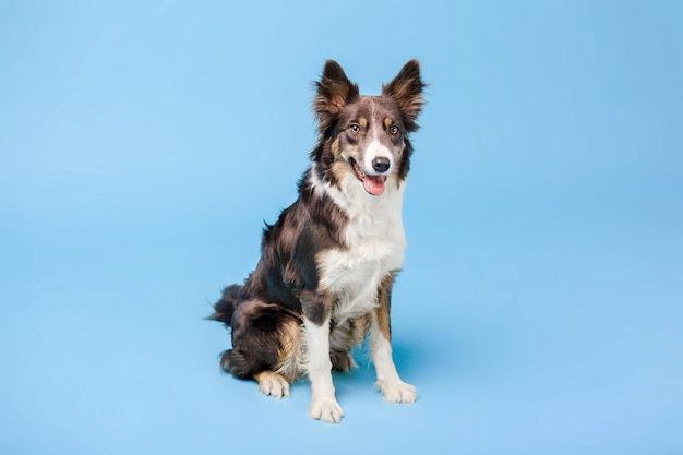 Border Collie Hund im Fotostudio auf blauem Hintergrund