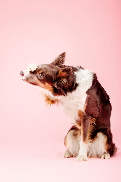 Border Collie Hund im Fotostudio auf rosa Hintergrund