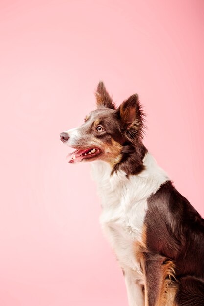 Border Collie Hund im Fotostudio auf rosa Hintergrund