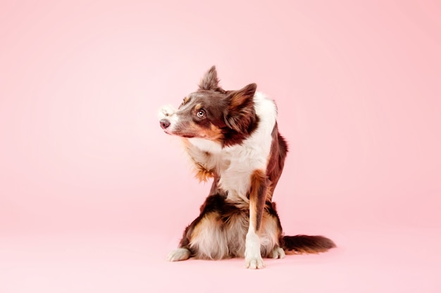 Border Collie Hund im Fotostudio auf rosa Hintergrund