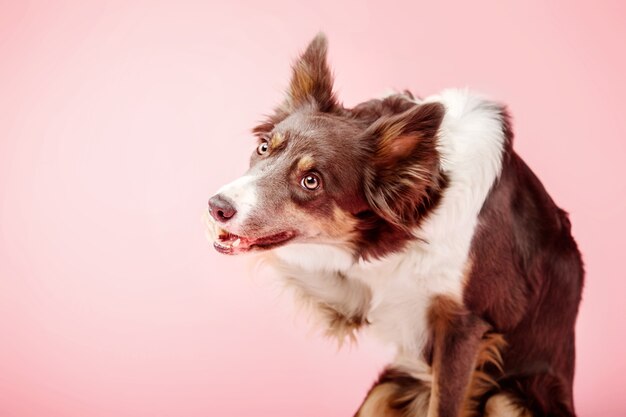 Border Collie Hund im Fotostudio auf rosa Hintergrund