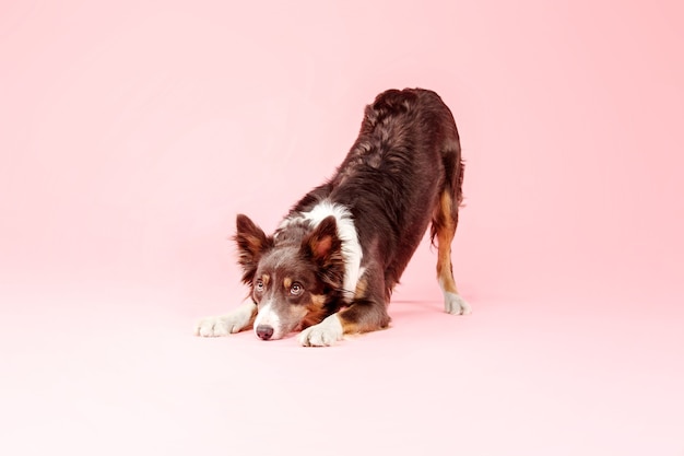 Border Collie Hund im Fotostudio auf rosa Hintergrund